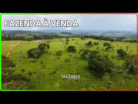 🌱 93.8 ALQUEIRES IVOLÂNDIA - FAZENDA À VENDA EM GOIÁS [🌱DUPLA APTIDÃO] #fazenda #tec2agro #agro