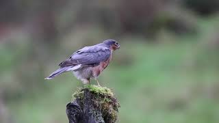 Sparrowhawk