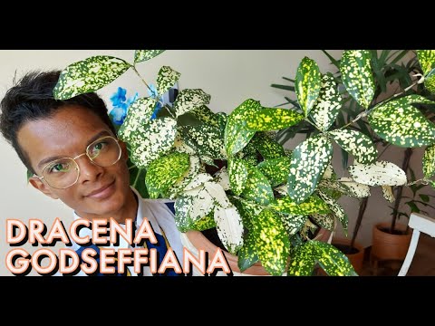 , title : 'Dracena Godseffiana (Dracena Confeti) - origem, apresentação e cuidados!'