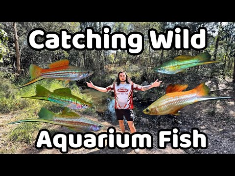 Catching Wild Aquarium Fish in Australian Creeks! (Swordtails & More)