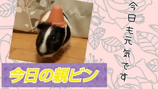 【モルモット】今日の親びんさん、ガン無視きめこむ！#8