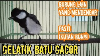 Download lagu Burung lain yang mendengar pasti langsung ikut nyaut bunyi mp3