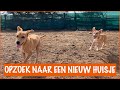 Deel 2: pups verdienen een nieuwe eigenaar | DierenpraatTV