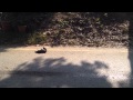 Crow dying slowly on the road 
