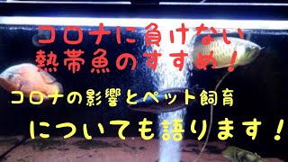 【アロワナ混泳水槽】こんな時だから熱帯魚のススメ！～コロナの影響とペットについて考える～