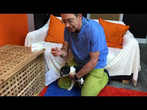 Innovative Dog Ear Powder helps prevent ear problems | Oticurant