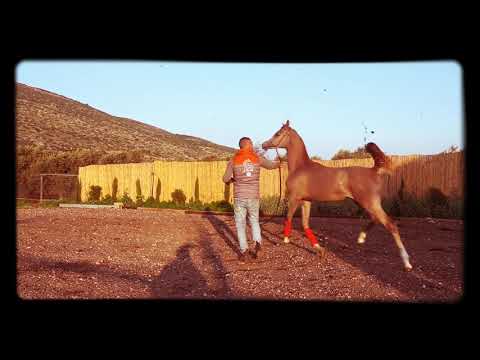 ESCADA DA . Excalibur Ea & Alihandra Da Grey Filly 2020. Owner  Alhib m.a Stud