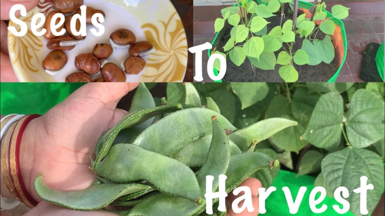 How To Grow And Care Organic Sem Plants At Home // Seeds To Harvest
