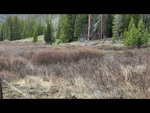 Grizzly Bear in Colorado