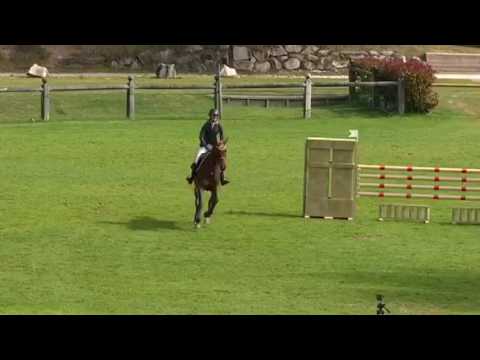 5 yo, Mare, Cornet x Diamant de Semily