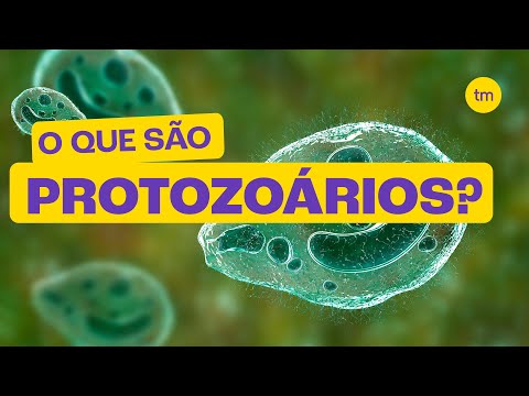 What are PROTOZOANS?