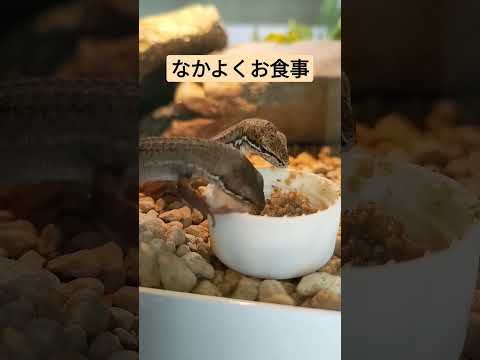 ボージャートカゲについて詳しく解説