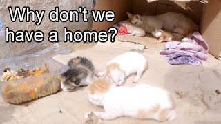 Trying to Save 5 Newborn Kittens with their Mother||Part 2