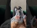 Cutest Toe Beans Kitten Catlover Tuxedocat