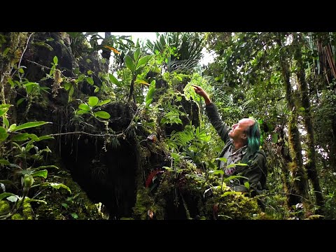 FIELD TRIP WITH PATRICK BLANC IN PAPUA NEW GUINEA - HIGHLANDS
