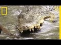 King Cobra vs. Saltwater Crocodile 