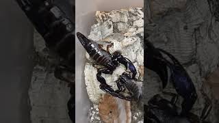 Download lagu Scorpion mating ending with a sting 🦂🦂 #scorpion #shorts #short mp3 Download lagu Scorpion mating ending with a sting 🦂🦂 #scorpion #shorts #short mp3