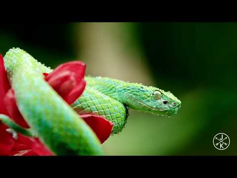 COSTA RICA IN 4K 60fps HDR ULTRA HD Full HD.rasel vai