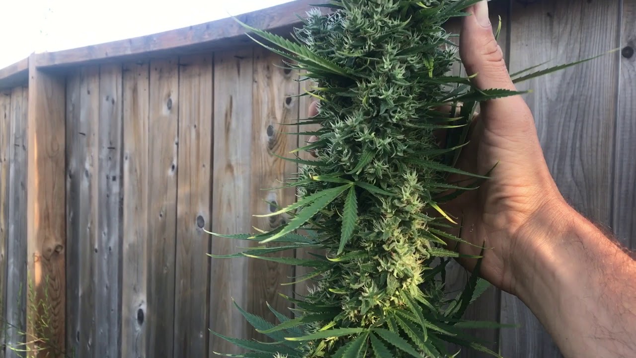 ירק גדל thumbnail