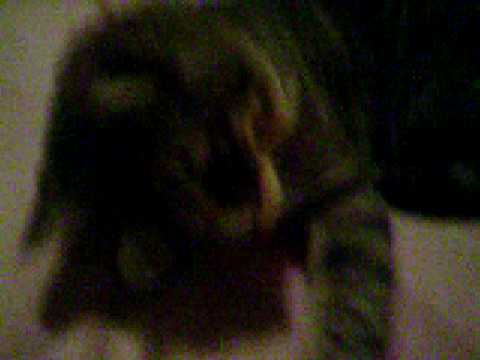 Simon the Tabby Kitten