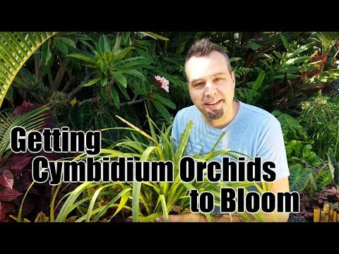, title : 'Getting Cymbidium Orchids to Bloom'