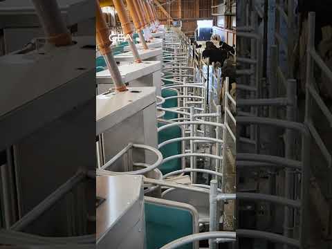 Batch milking farm in Ballhausen, Germany, powered by 12 GEA DairyRobot R9650s 🤩