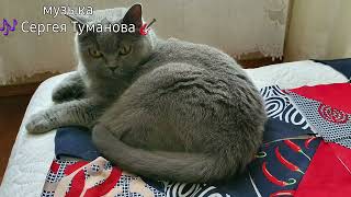 🧩Лоскутное одеяло🧩2022 г.