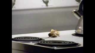 Mouse getting decapitated by a mouse trap!