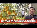 WELCOME TO OUR MANGO ORCHARD!