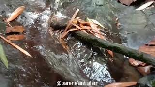 Download lagu Sekilas, mengenai keindahan alam di Kalimantan Barat Alunan Merdu Sape Dayak mp3 Download lagu Sekilas, mengenai keindahan alam di Kalimantan Barat Alunan Merdu Sape Dayak mp3