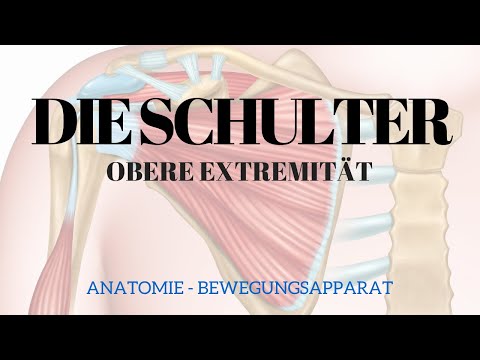 Anatomie der Schulter - Bewegungsapparat 1
