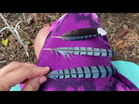 The Secrets of Blue Bird Feathers