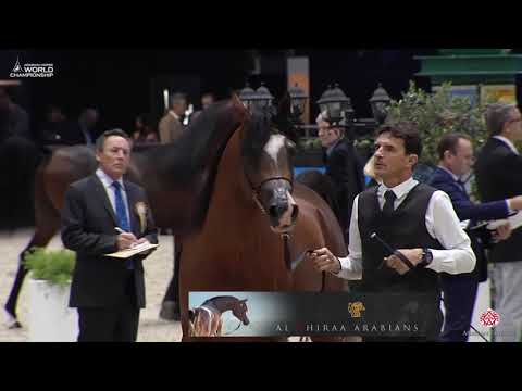 AHWC Paris 2019 - Junior Colts (Class 5A)