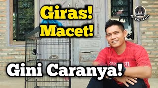 Download lagu Rawatan Kacer Macet Bunyi Dan Giras || Cara Merawat Kacer Bahan  On Konslet Buka Ekor Full Materi mp3