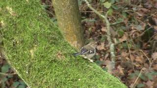 Wildlife around Chorley & Horwich ( Lancashire )