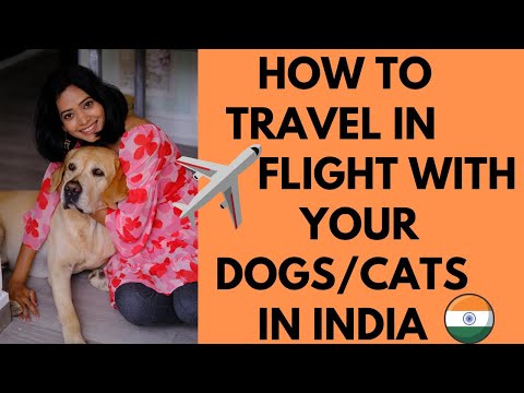 How to travel with pets in Flight in India, pets in airlines cabin and cargo,