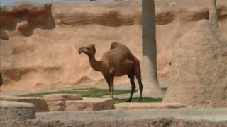 Divididos- Pestaña de camello