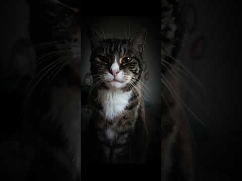 Mizmo &ndash; Hello (The Sun&rsquo;s Up, Where Are You?) 😺 | Mein Kater singt