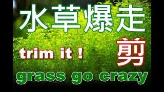 珍珠草頂水啦！修剪蝦缸的水草 | trim the crazy grass