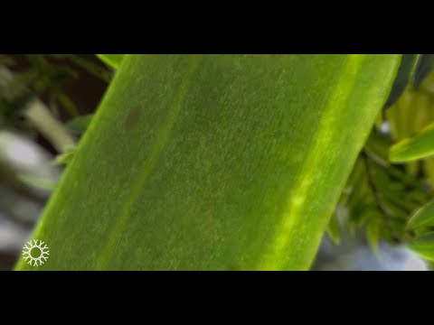 Travel Deep Inside a Leaf