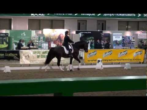 BBSH Stallion Event 2013 - Keystone Rhondeo