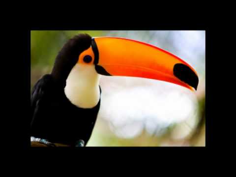A Quatro Vozes - Pantanal