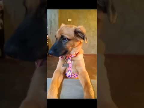 every dog special 💖