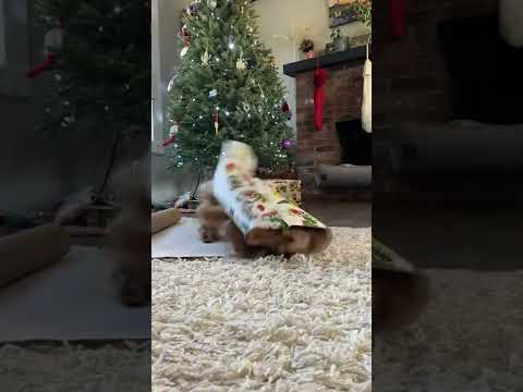 The only present I want this year roswell weenie