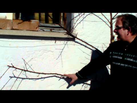 Schneiden im Garten 2011 Doren Bregenzer Wald 8v8 - Schnitt eines Pfirsichspaliers