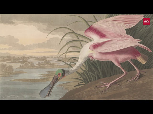 How To Pronounce John James Audubon Howtopronounce Com