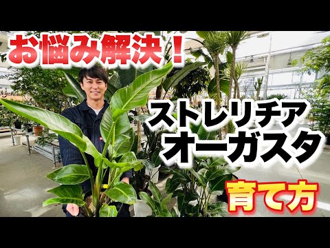 ストレチアの木 植物