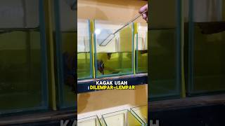 Download lagu CARA TAU CUPANG LO UDAH SIAP DI BREEDING ATAU BELUM? #shorts #bettafish #fishkinian #ikancupang mp3