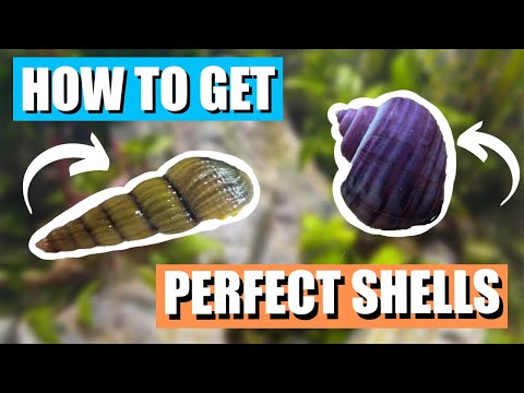 How To Get Perfect Snail Shells! | (3 Easy Steps)