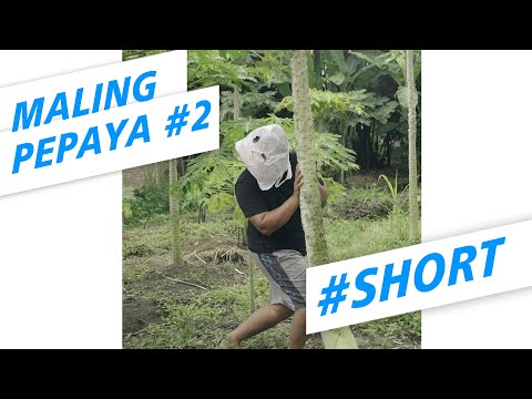 maling-pepaya-part-2-komedifantasijawa-shorts